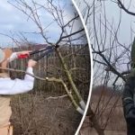 Zda lze stromy již ořezávat: zahradník upozornil na důležitou nci